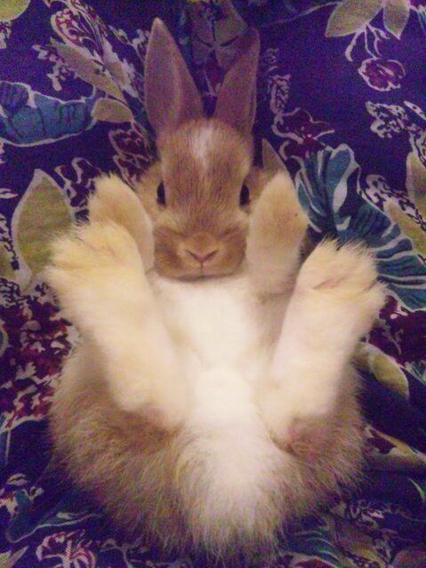 bunny feet
