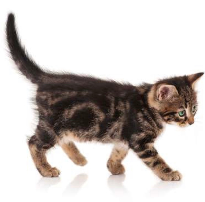 kitty body and legs