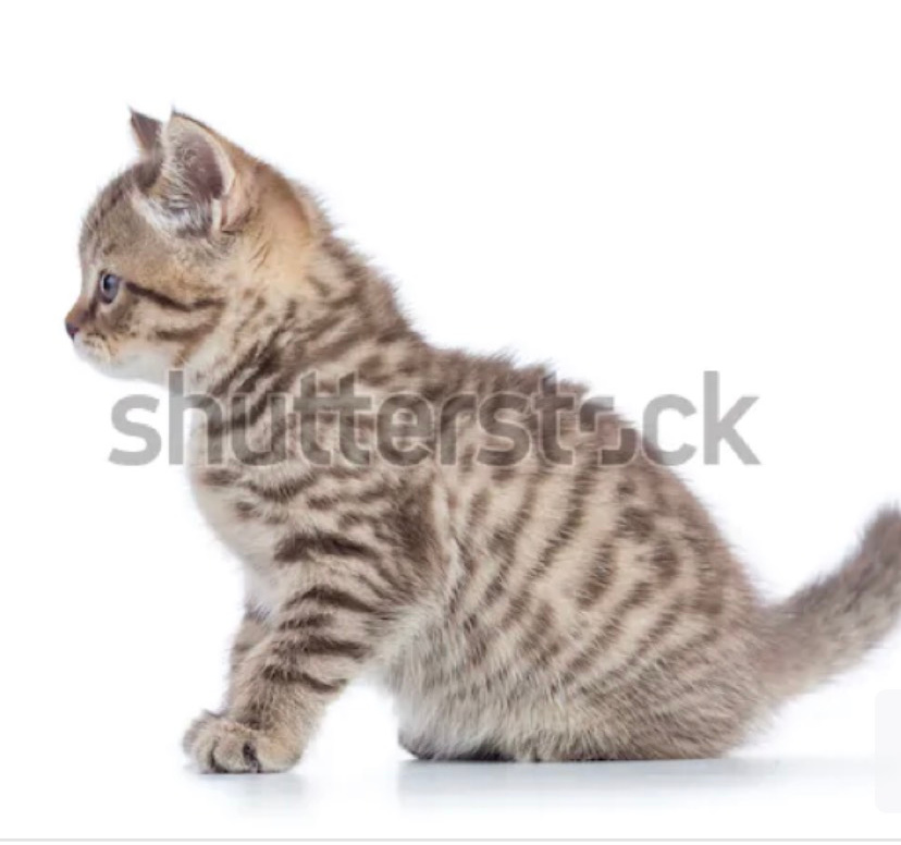 kitty profile