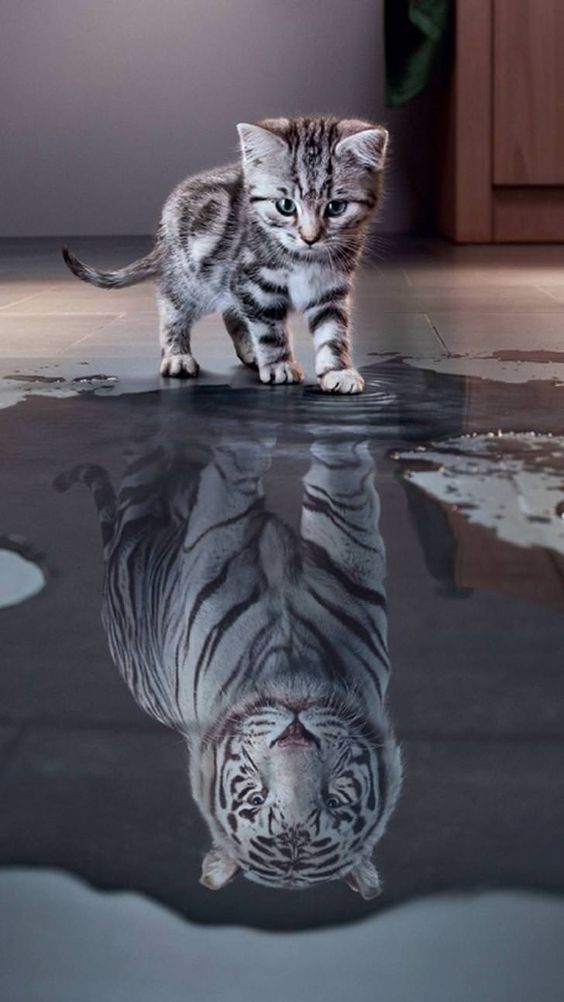 tiger reflection inspiration photo